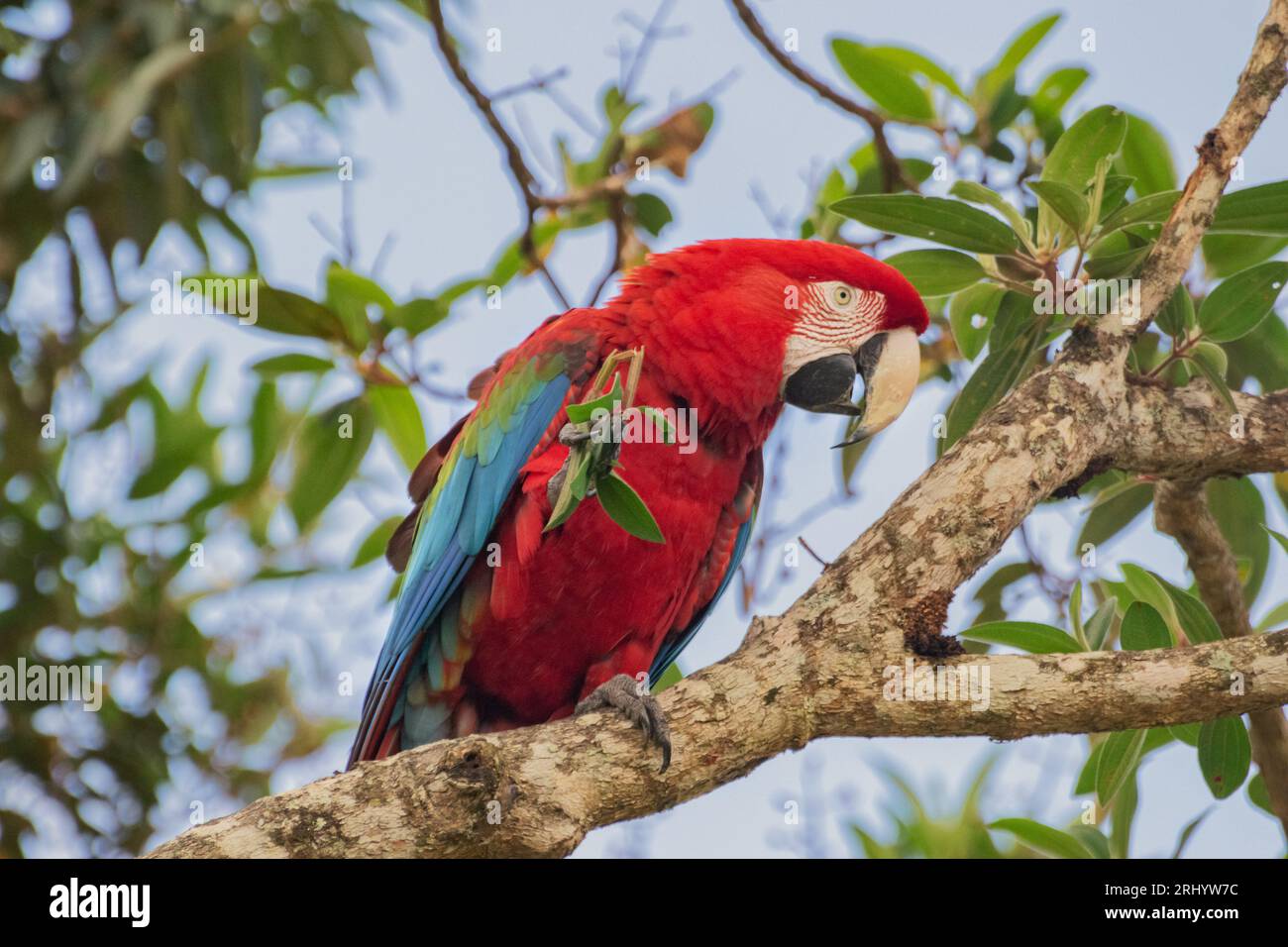 Rote und grüne Ara auf einer Baumkulisse Stockfoto