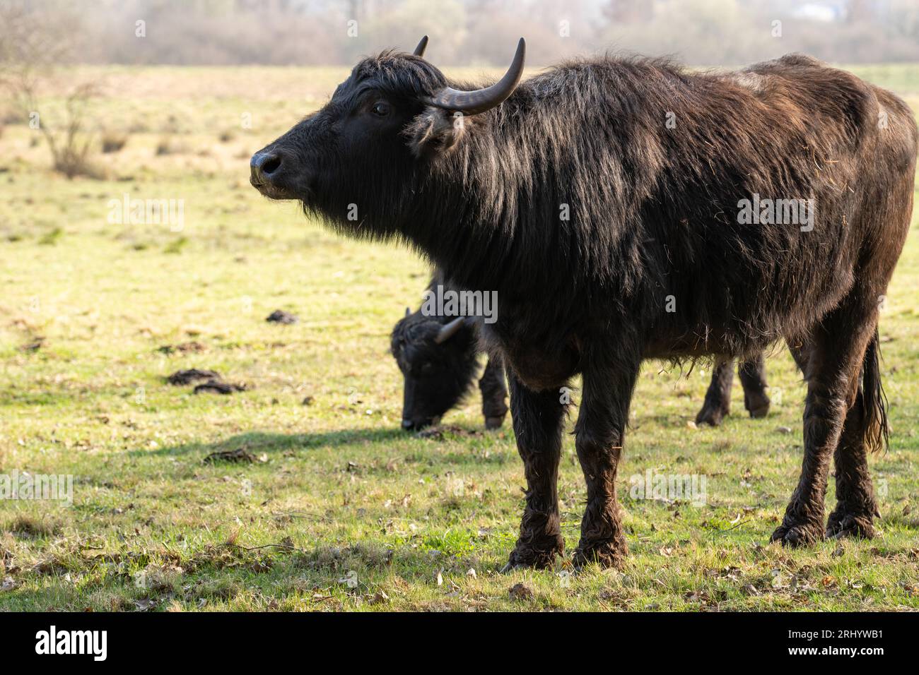 Karpaten-Wasserbüffel beim Weiden auf einem Grasfeld Stockfoto