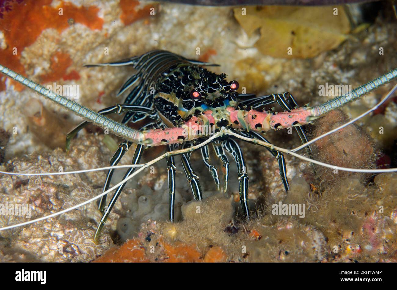 Painted Spiny Lobster, Panulirus versicolor, Cendana Fuel Dump Jetty Tauchplatz, Waigeo Island, Aljui Bay, Raja Ampat, West Papua, Indonesien Stockfoto