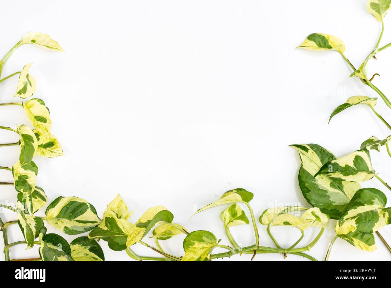 "Epipremnum Aureum N'Joy"-Pothos-Zimmerpflanze mit weißem Textraum Stockfoto