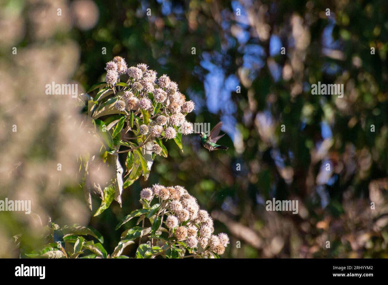 Kolibri fliegender Landungszweig Stockfoto