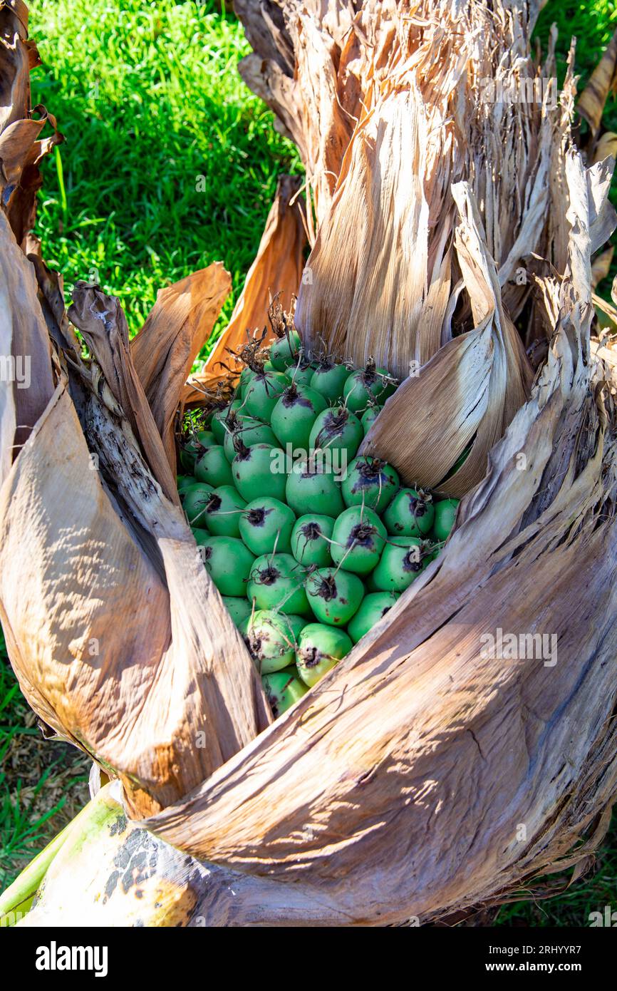 Abessinische Bananenpalmen Samenköpfe, Sydney, NSW, Australien Stockfoto