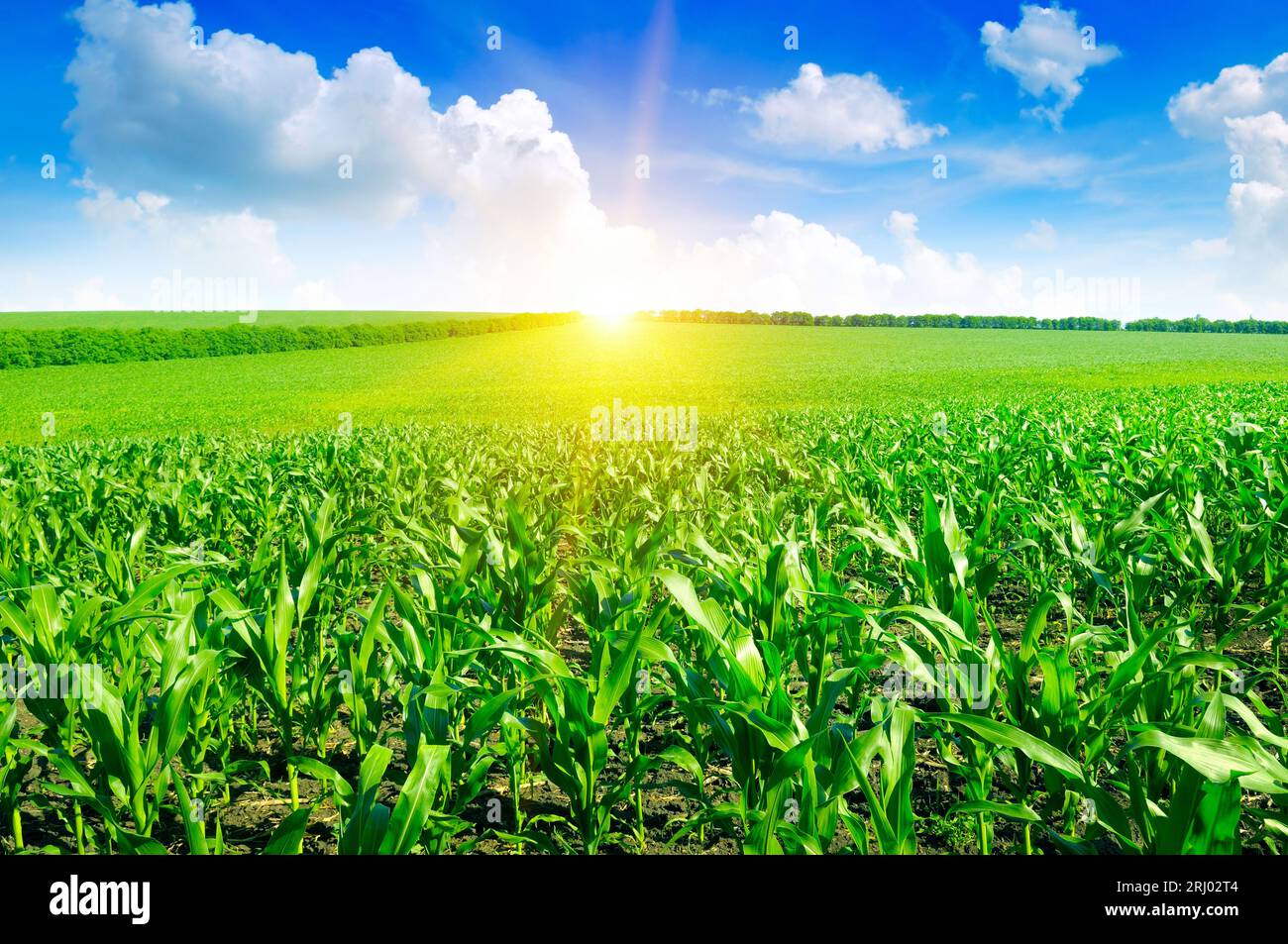 Wunderschönen Sonnenaufgang auf grünen Kornfeld Stockfoto