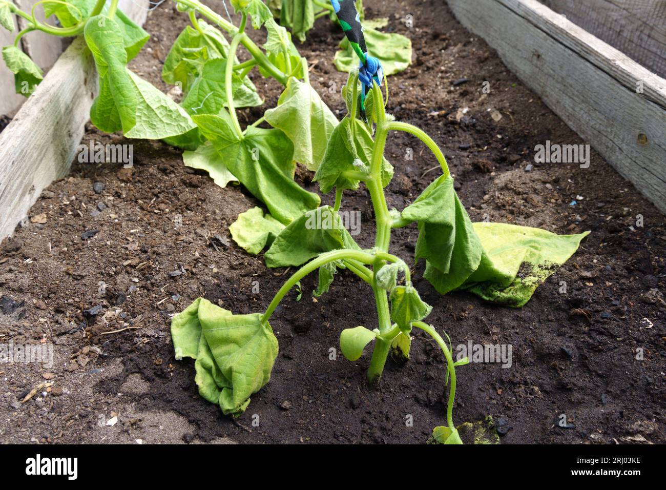 Schlechte Ernte von Gurken, Erntegutausfall in der Trockenzeit. Selektiver Fokus Stockfoto