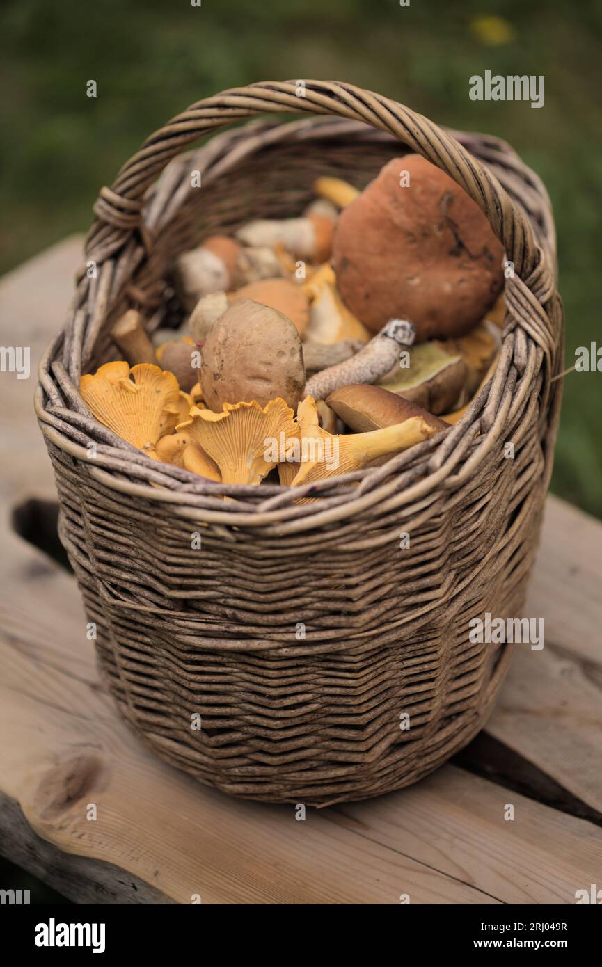 Futtersuche in Finnland - Körbe voller Pilze der Sommersaison, einschließlich goldener Pfifferlinge Stockfoto