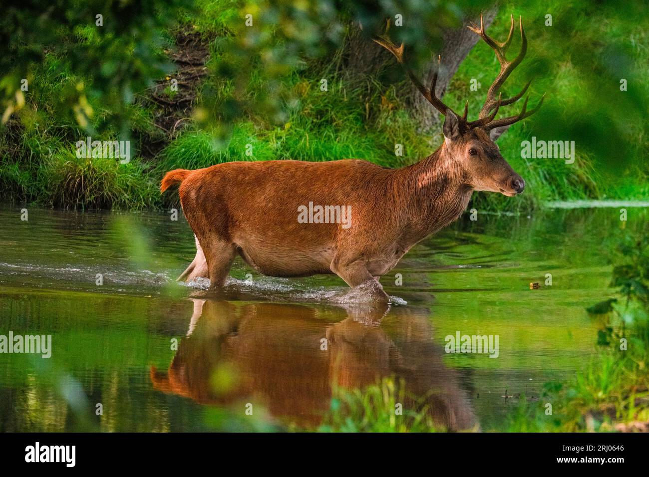 Buldern, Münsterland, Deutschland. August 2023. Ein Rotwild (cervus elaphus) in einem lokalen Hirschreservat kühlt sich nach einem heißen und schwülen Tag in NRW in einem Bach ab. Die nächsten Tage werden mit heißem Wetter, Sonnenschein und manchmal starken Duschen fortgesetzt. Quelle: Imageplotter/Alamy Live News Stockfoto