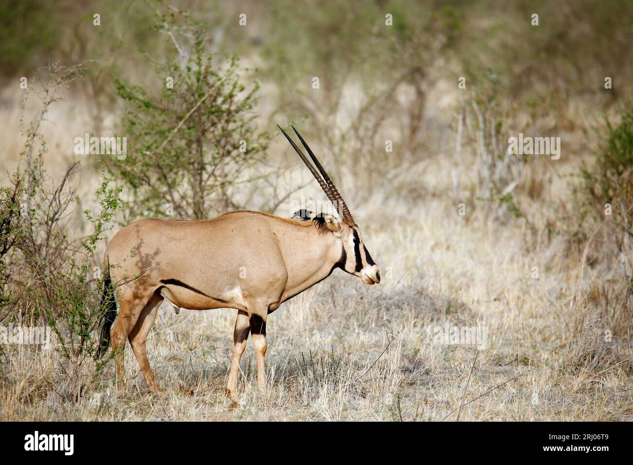 Oryx (Oryx beisa, auch Beisa genannt) im Profil. Tsavo East, Kenia Stockfoto