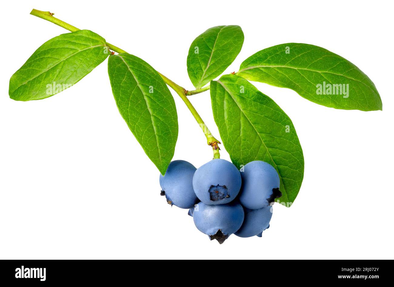 Zweig reifer Blaubeeren isoliert auf weiß Stockfoto