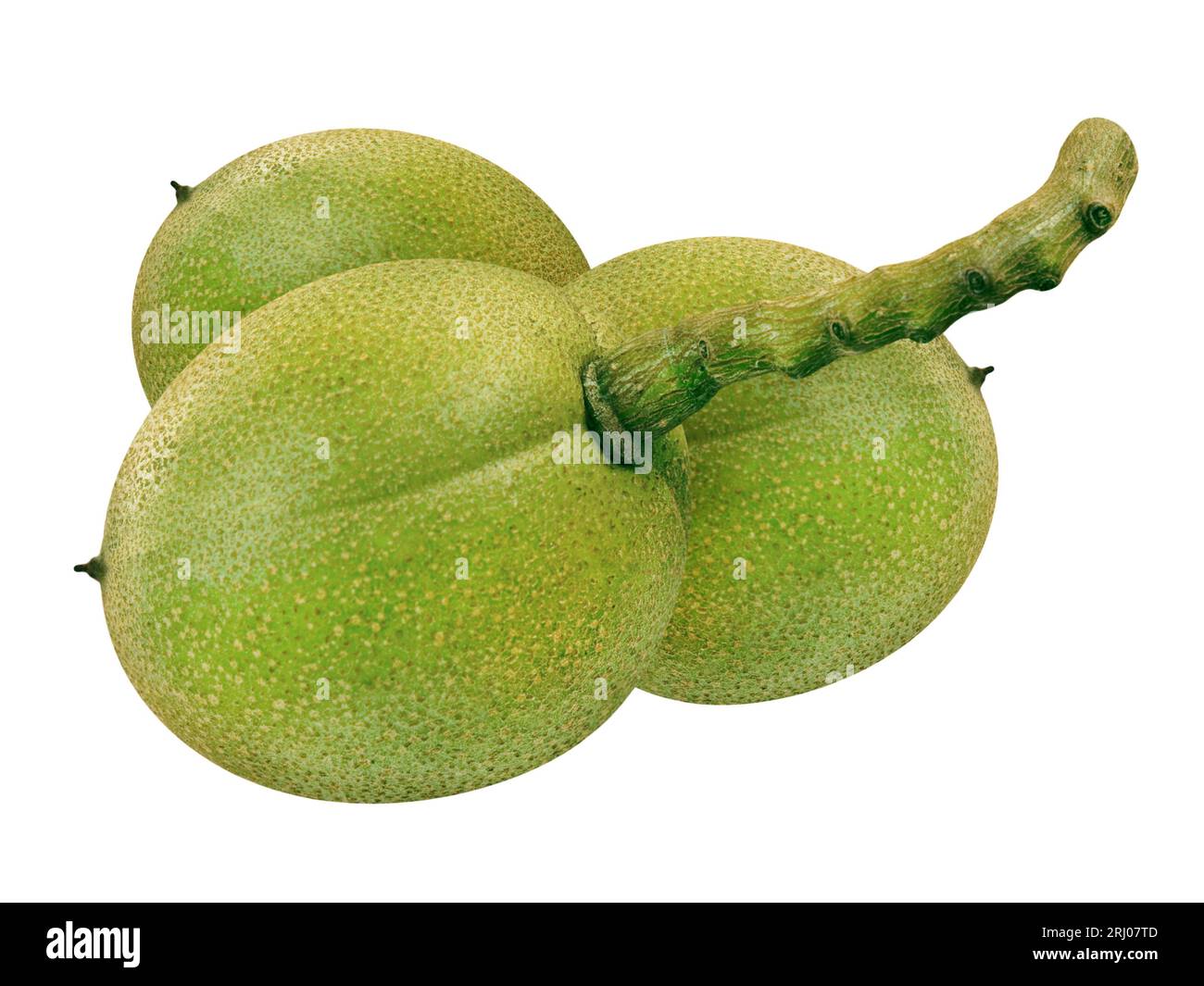 3 Walnüsse isoliert auf weißem Hintergrund Stockfoto