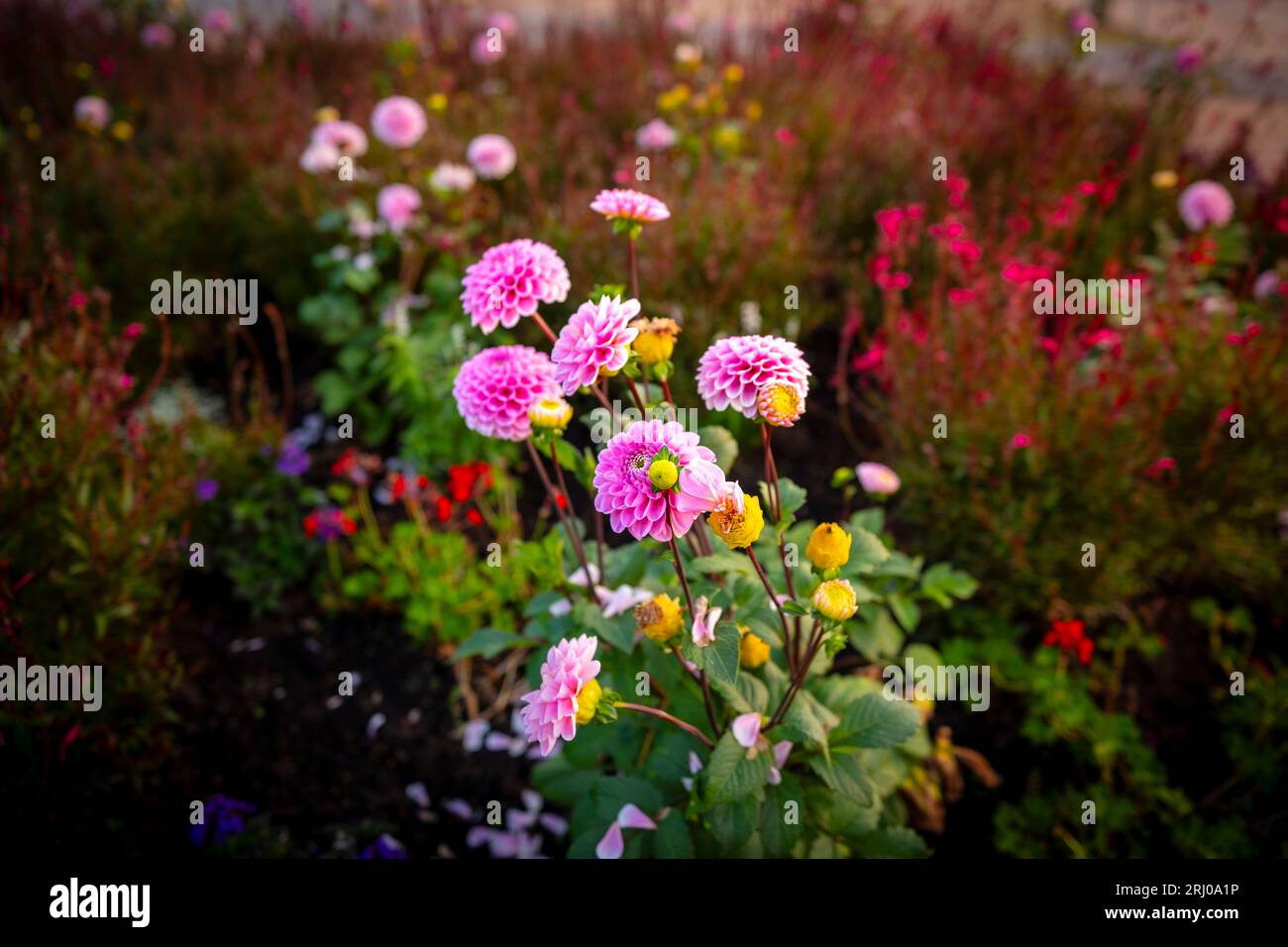 Schließen Sie das Foto mit der Blume und dem bunten Hintergrund. Hochauflösende Blumenaufnahmen. Ruhiger Hintergrund. Stockfoto