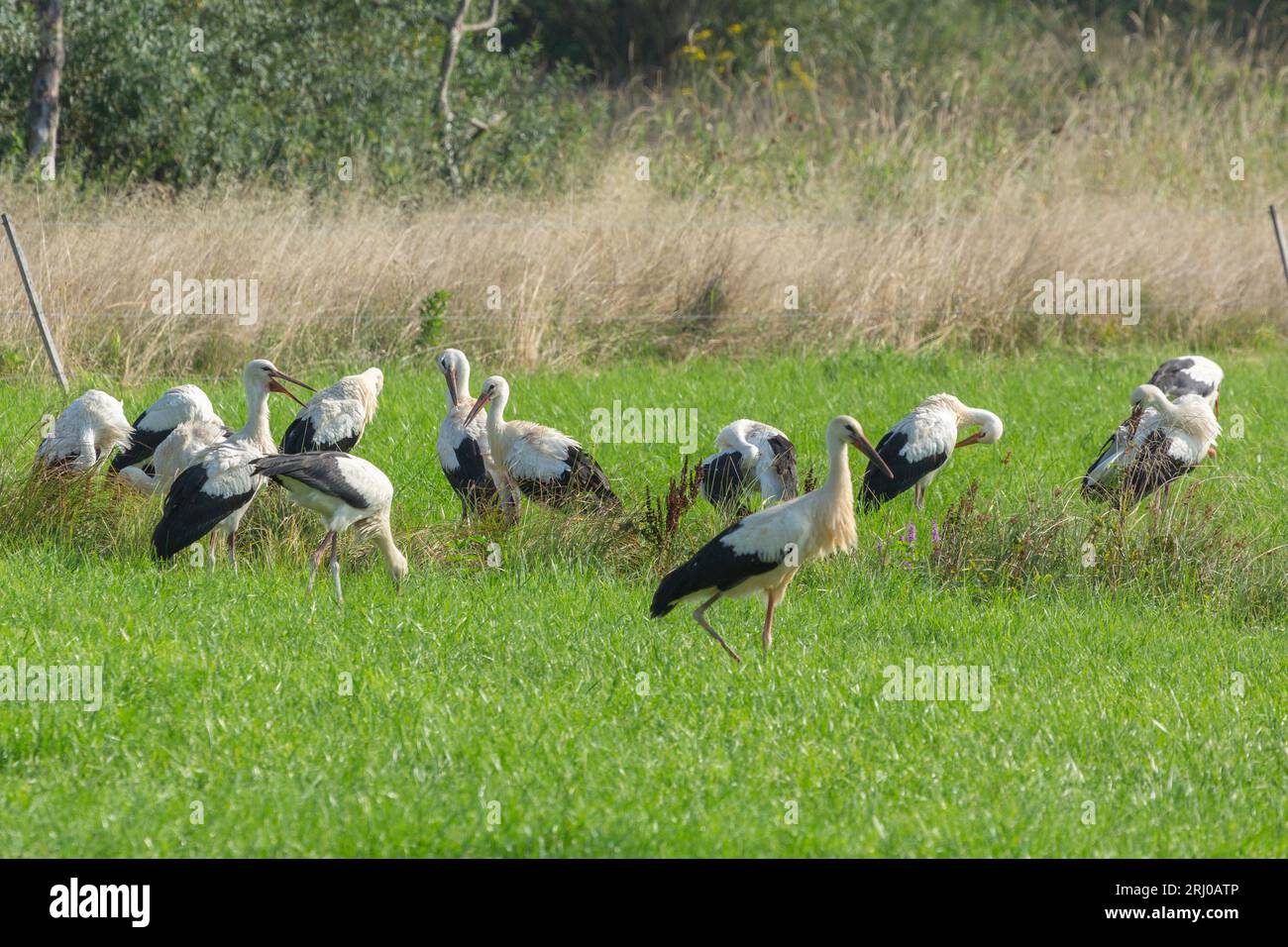 Weißstörche in Groß-Linden, Hessen, Deutschland Stockfoto