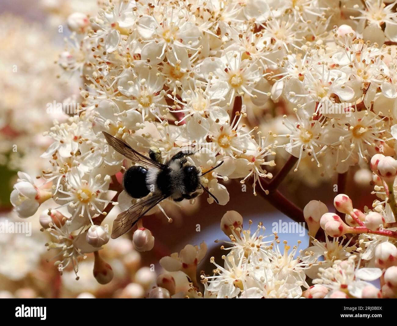 Makro der Ashy-Bergbaubiene (Andrena cineraria), die Photinienblumen ernährt Stockfoto