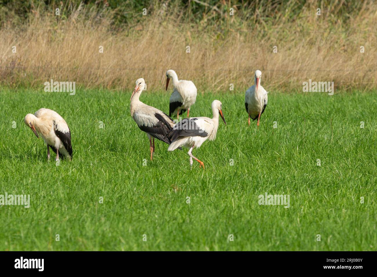 Weißstörche in Groß-Linden, Hessen, Deutschland Stockfoto