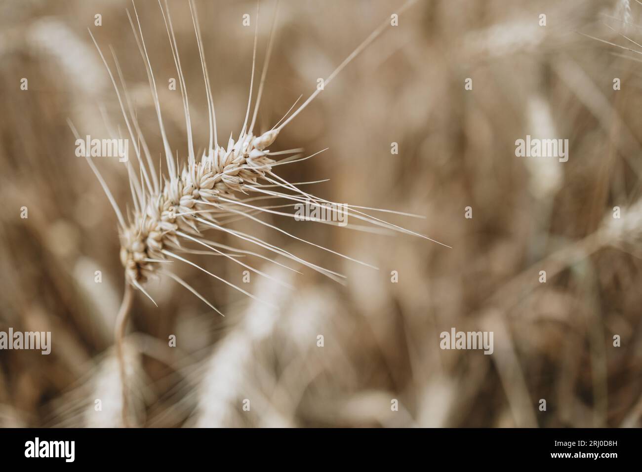 Detail des Reifen Gerstenohrs Stockfoto