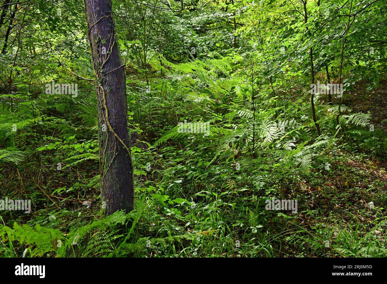 Wentwood Forest mit vielen Bäumen und Farnen entlang der Bergkuppe in Monmouthshire und von Natural Resources Wales gepflegt - viele Parkplätze/Wege Stockfoto