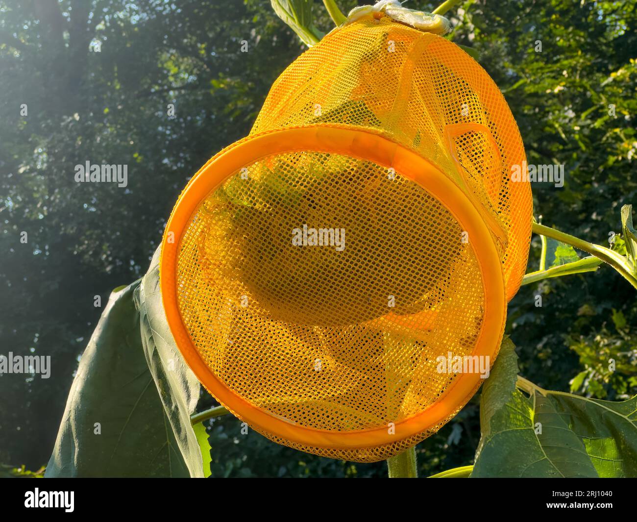 Sonnenblumenernte. Eine Tasche, die eine Sonnenblume vor Eichhörnchen und Vögeln schützt. Stockfoto