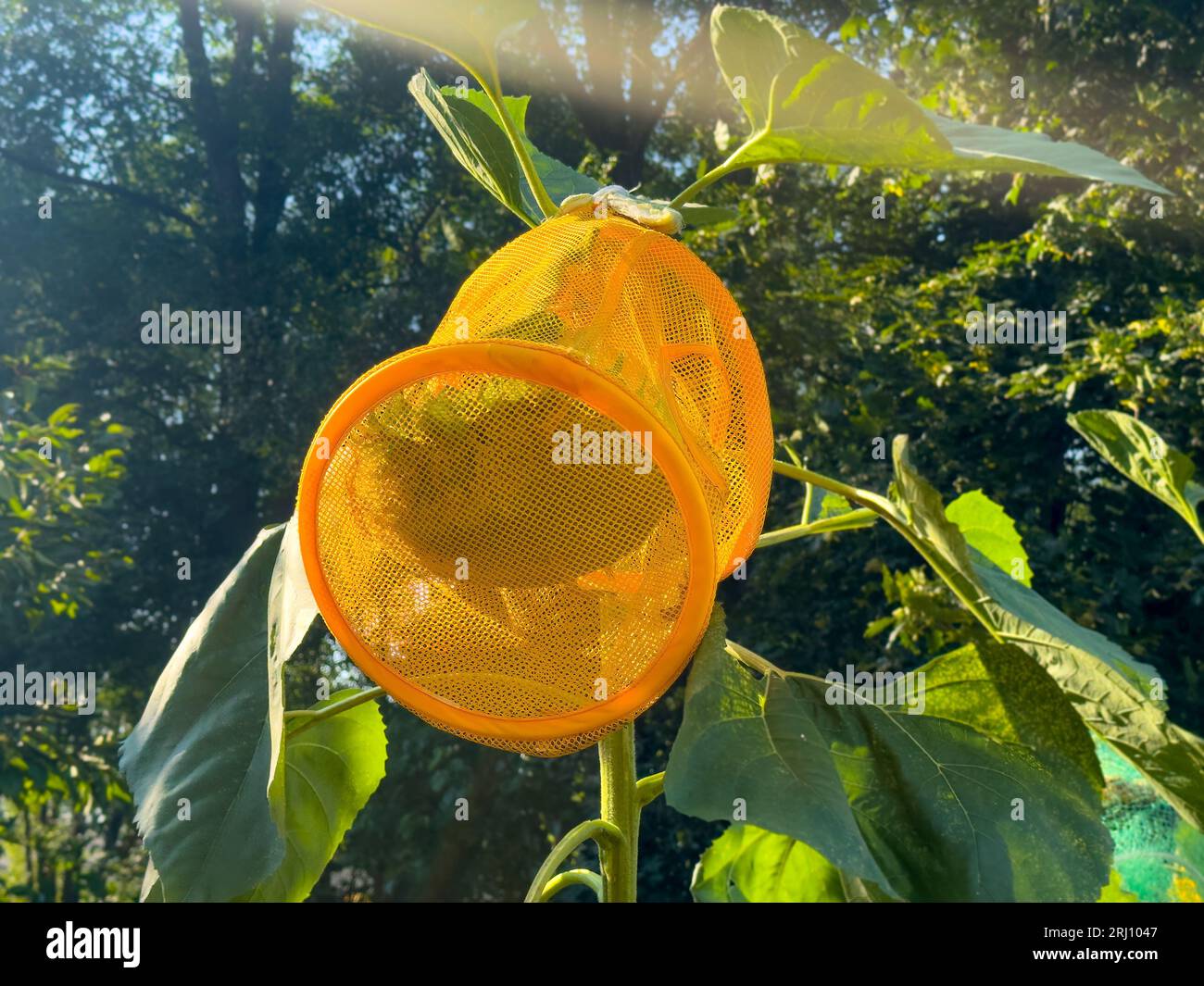 Sonnenblumenernte. Eine Tasche, die eine Sonnenblume vor Eichhörnchen und Vögeln schützt. Stockfoto