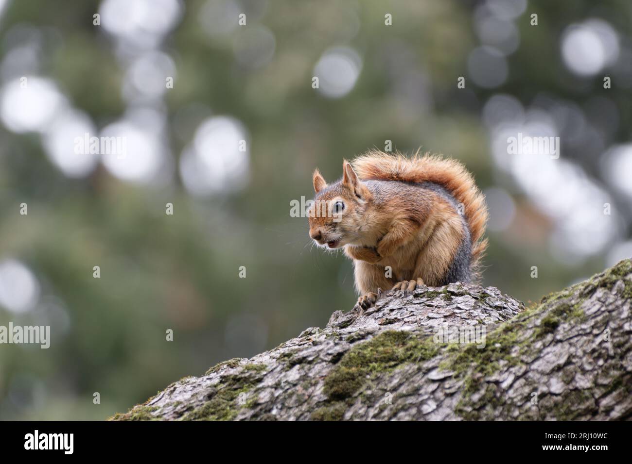 Eichhörnchen schreit auf einem Baumzweig Stockfoto