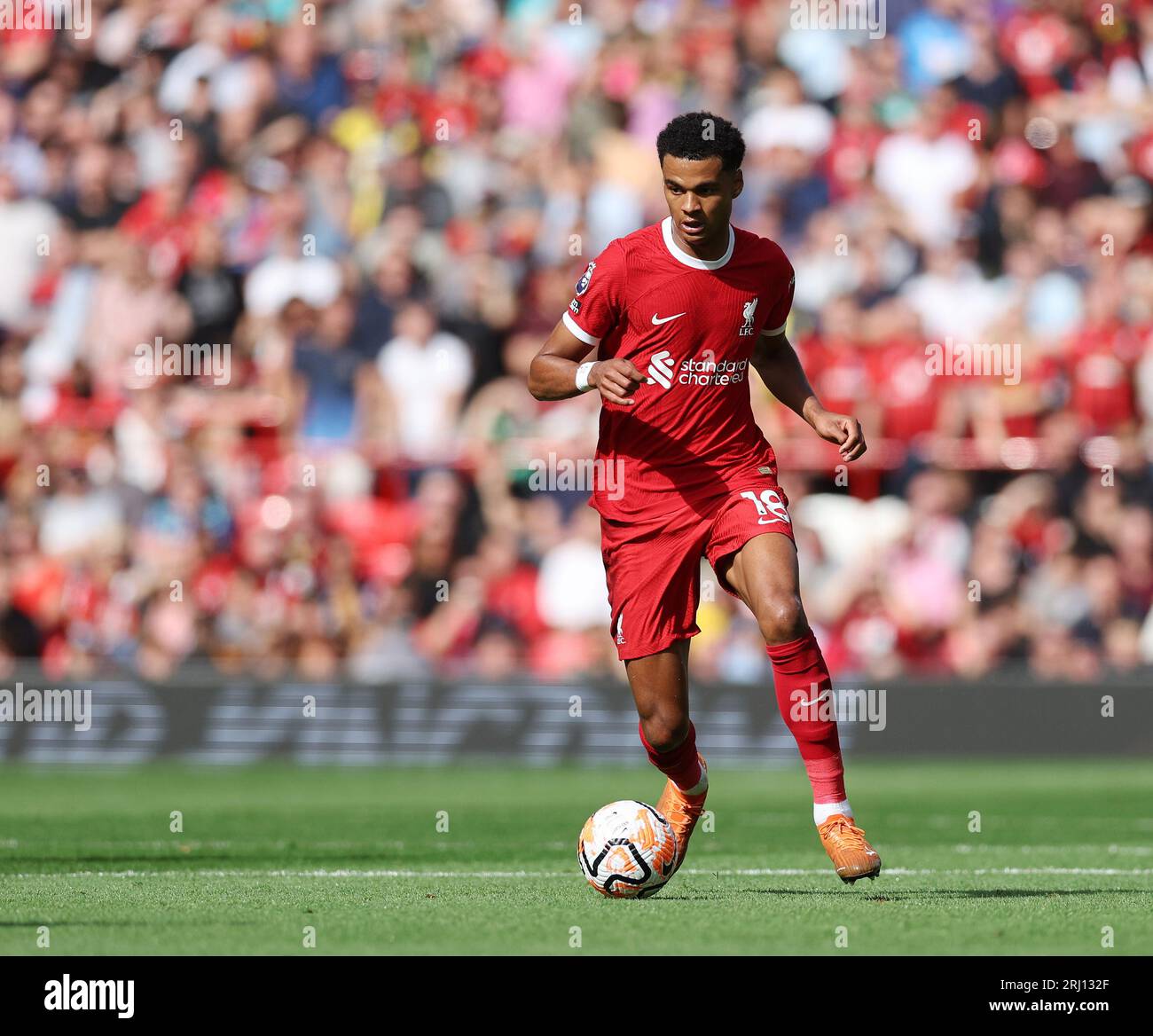 Liverpool, England, 19. August 2023. Cody Gapko aus Liverpool während des Spiels der Premier League in Anfield, Liverpool. Das Bild sollte lauten: David Klein / Sportimage Stockfoto