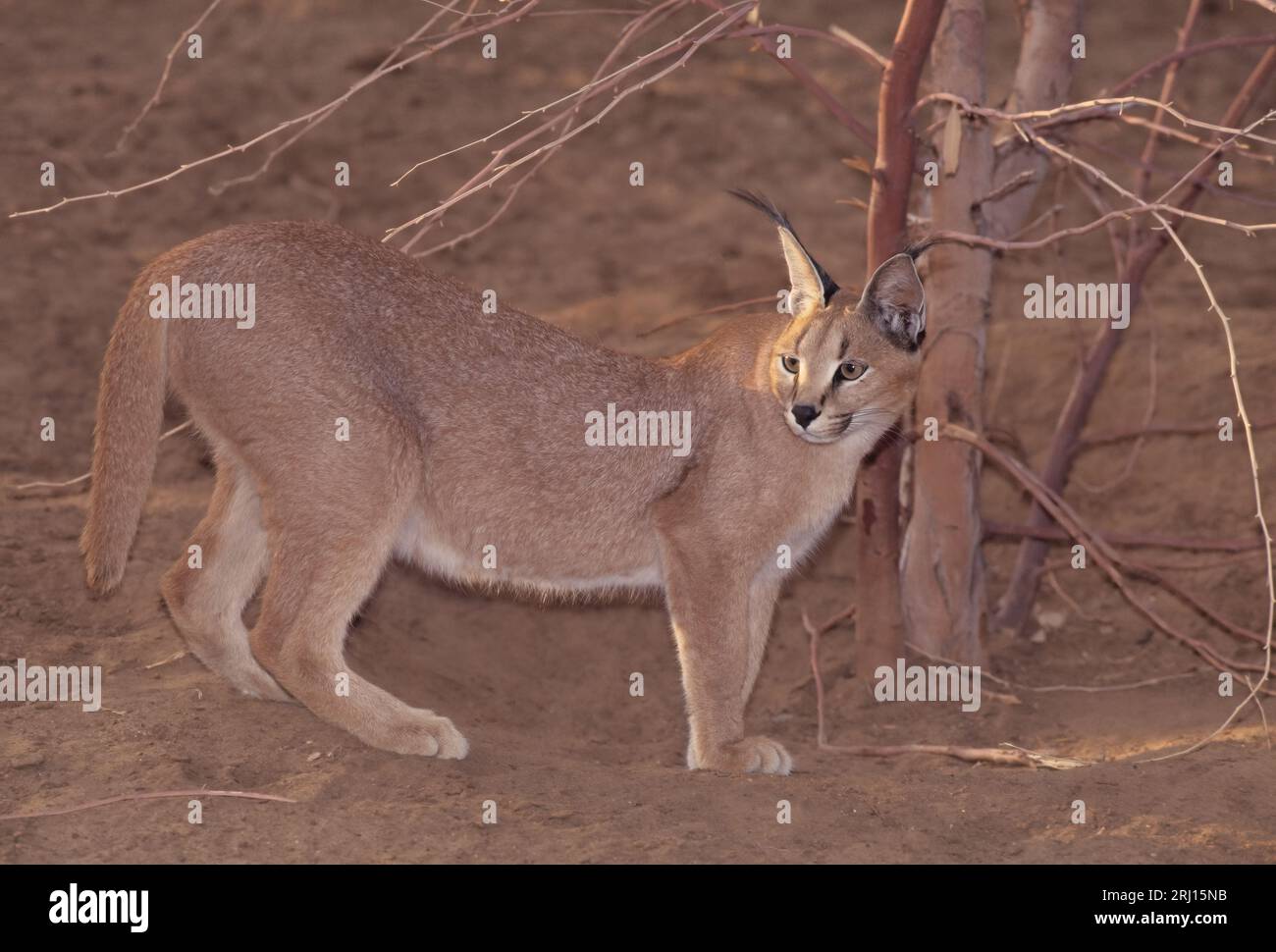 Die Karakale ist eine mittelgroße Wildkatze, die in Afrika, dem Nahen Osten, Zentralasien und trockenen Gebieten Pakistans und Nordwestindiens beheimatet ist. Stockfoto