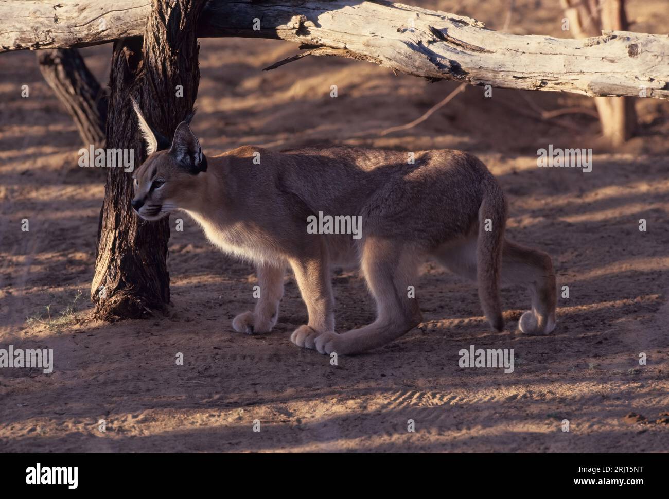 Die Karakale ist eine mittelgroße Wildkatze, die in Afrika, dem Nahen Osten, Zentralasien und trockenen Gebieten Pakistans und Nordwestindiens beheimatet ist. Stockfoto