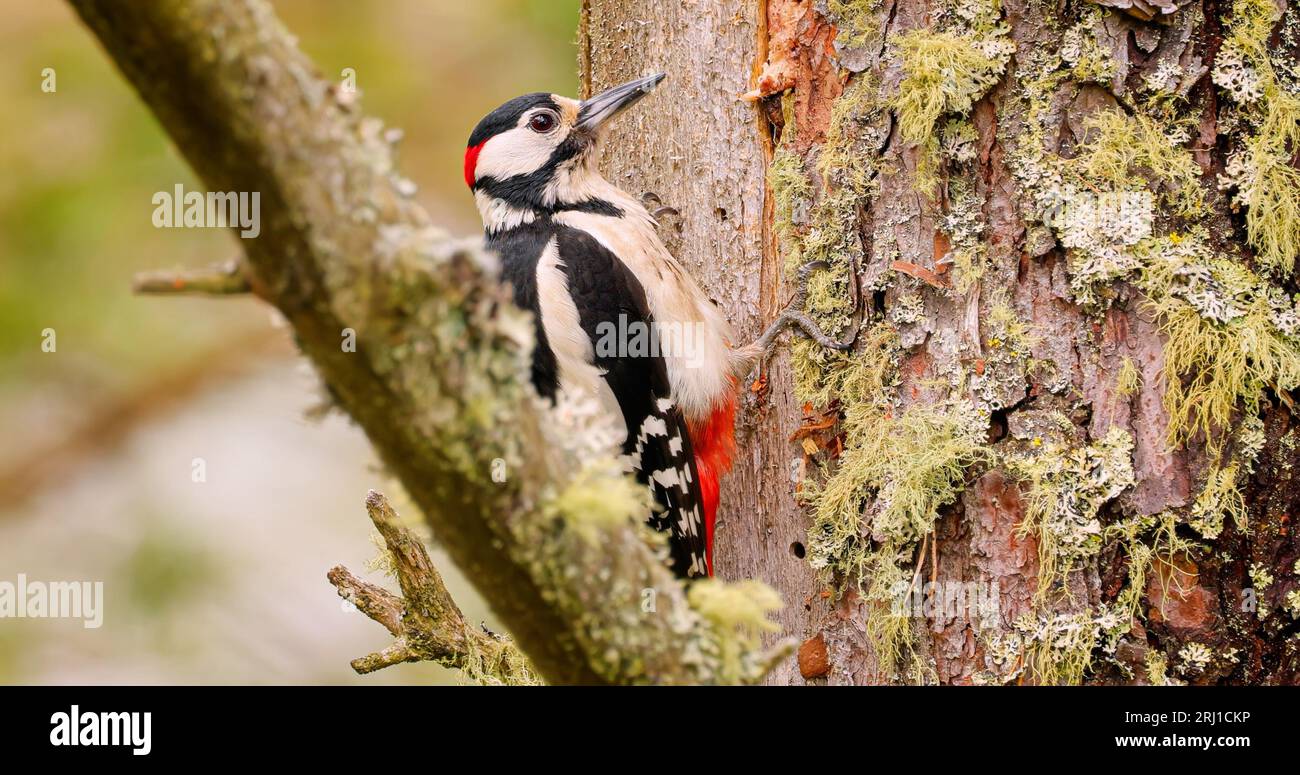 Toller Speckvogel auf einem Baum auf der Suche nach Essen. Der große Specht (Dendrocopos Major) ist ein mittelgroßer Specht mit schwarzem und schwarzem Rattenschwanz Stockfoto