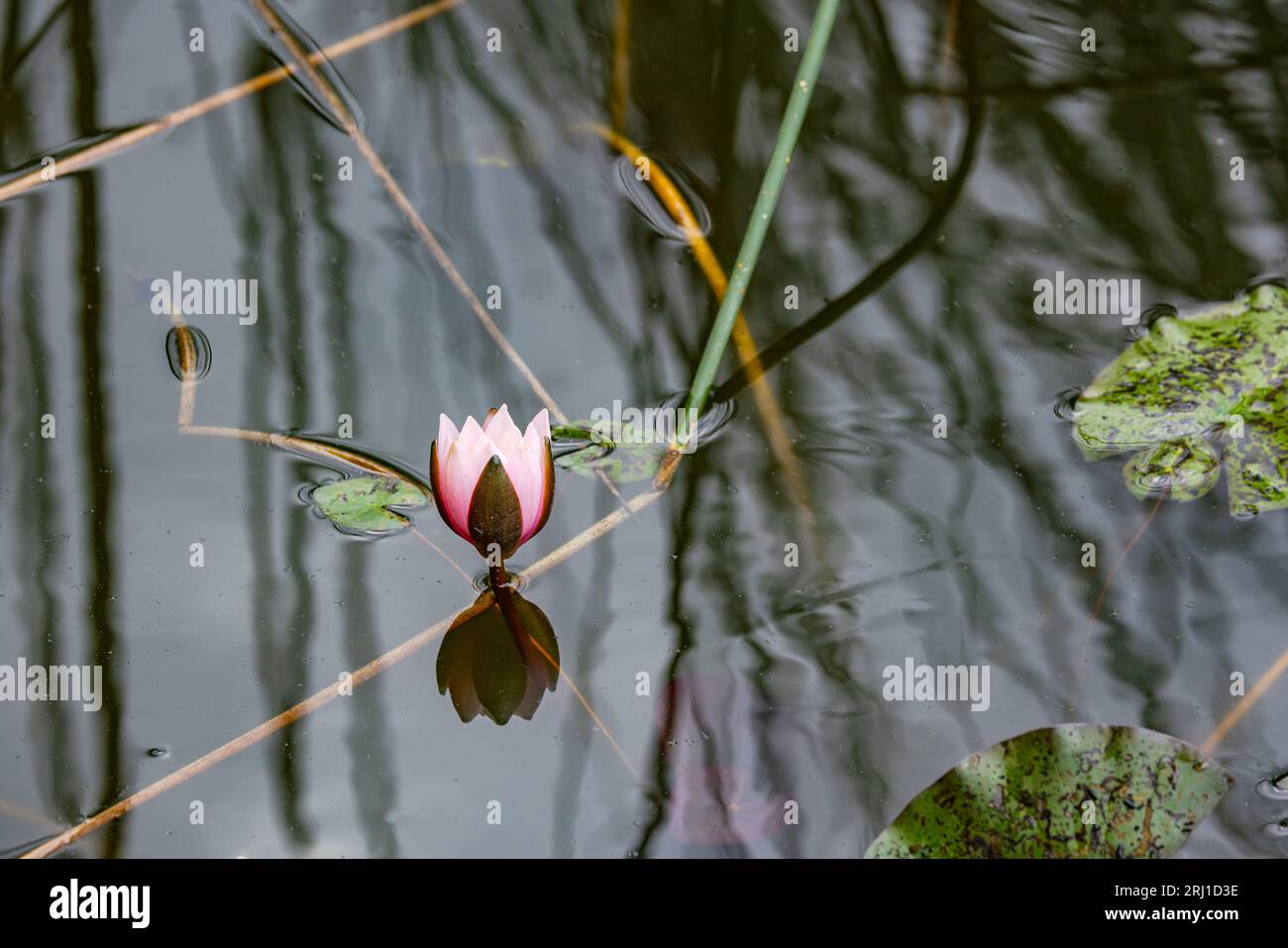 Eine einsame hellrosa Blume einer Seerose im dunklen Wasser eines Teichs im Garten des Parks Stockfoto