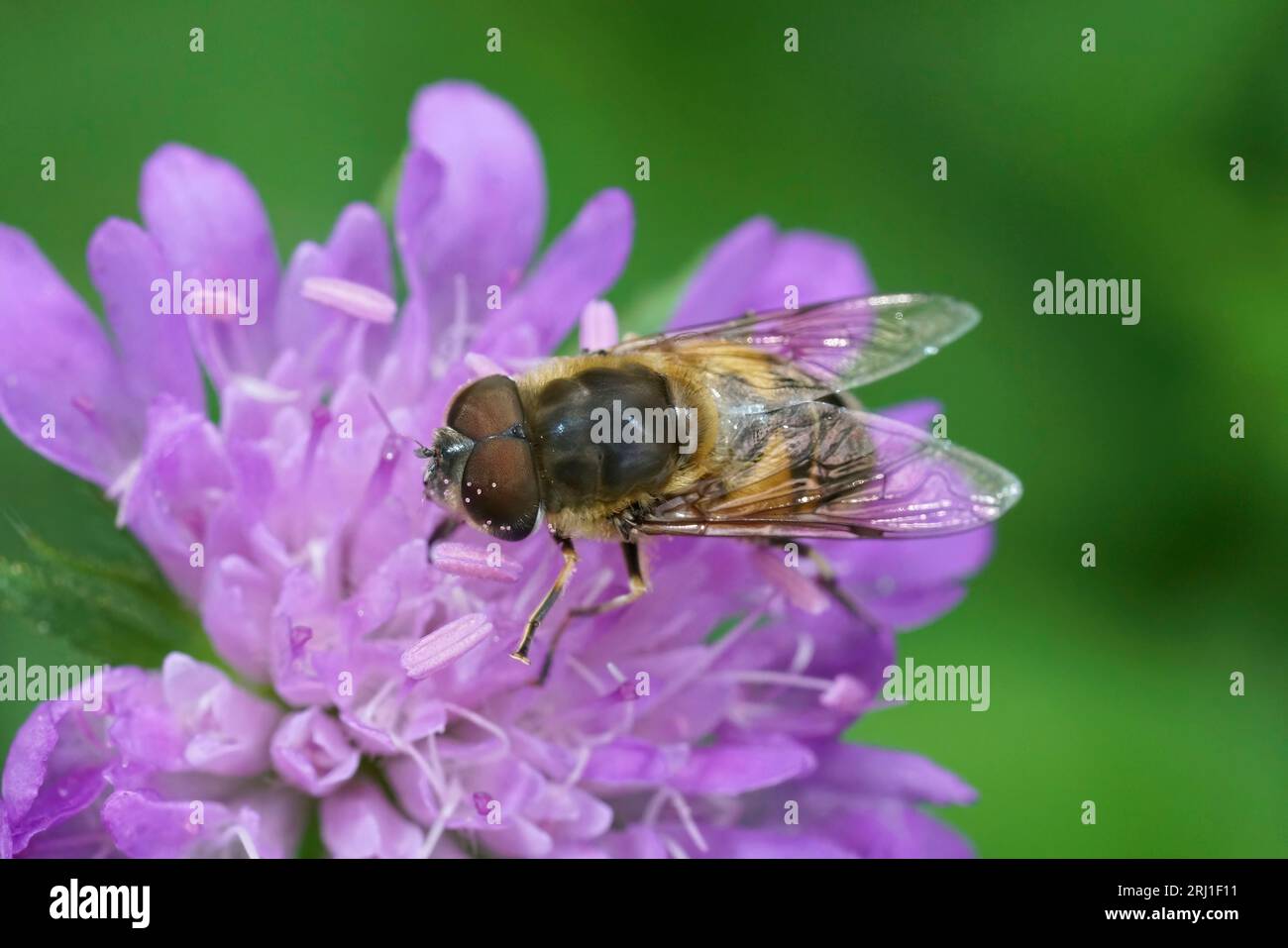 Nahaufnahme auf der glasgeflügelten Drohnenfliege, Eristalis similis auf einer lila Knautia dipsacifolia-Blume Stockfoto