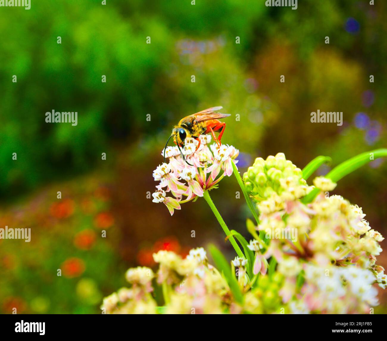 Eine bunte Great Golden Digger Wasp schlürft an dem Nektar einer spätsommerlichen Blüte einer Narrow Leaf Milkweed-Blüte. Wissenschaftlicher Name - Sphex ichneumoneus, FAMILIE - Sphecidae (Wespen mit Fadenbund), ORDNUNG - Hymenoptera (zusammen mit Ameisen und Bienen) Stockfoto