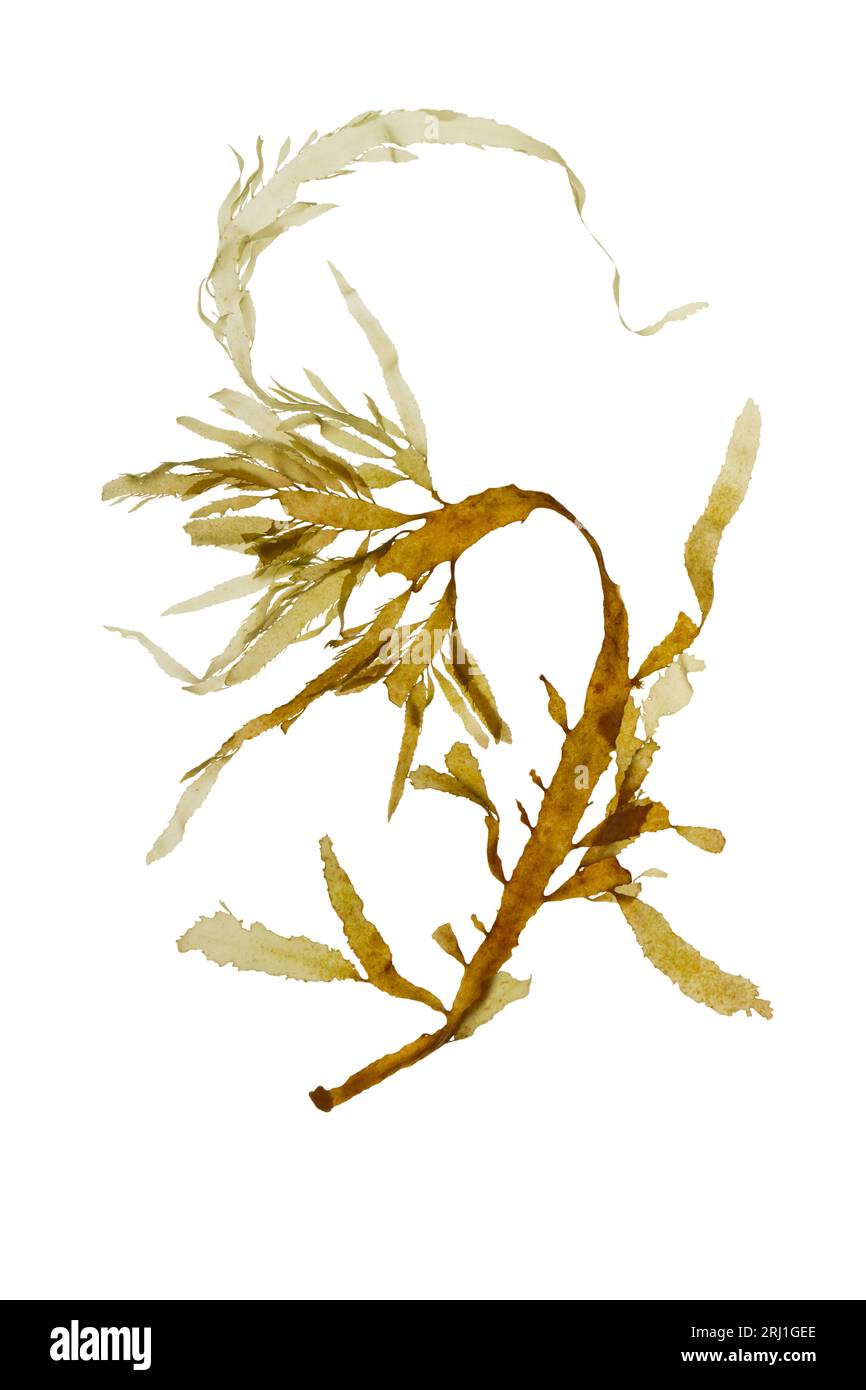 Desmarestia ligulata Braunalgen isoliert auf weiß. Farbwechsler oder Desmarest's abgeflachtes Unkraut oder Seelachsseetang. Stockfoto