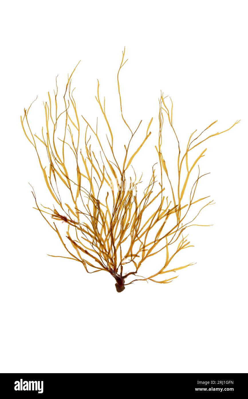 Dictyota dichotoma implexa brauner Algenbüschel mit langen und schmalen Zweigen isoliert auf weiß. Forkweed-Algen. Stockfoto