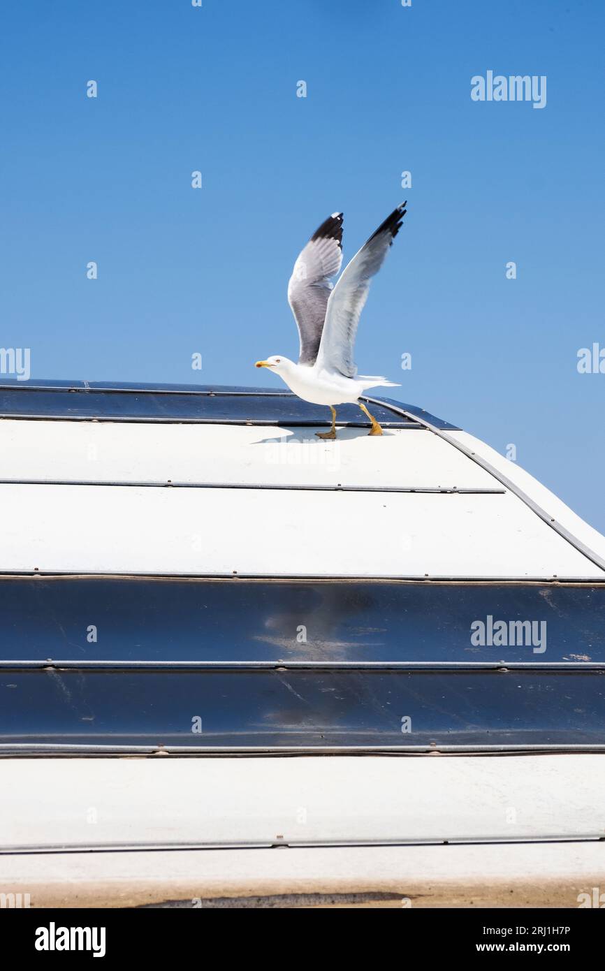 Eine Möwe, die von einem horizontal gestreiften Dach unter einem riesigen azurblauen Himmel fliegen kann und viel Platz für Kopien bietet. Perfekt für Buch- oder Zeitschrifteneinband W Stockfoto