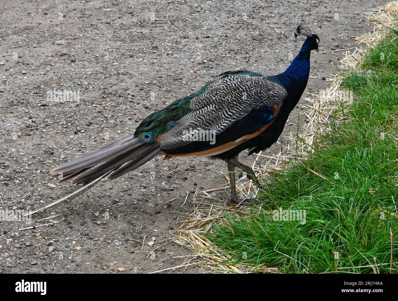 Pfau-zu Fuß Stockfoto