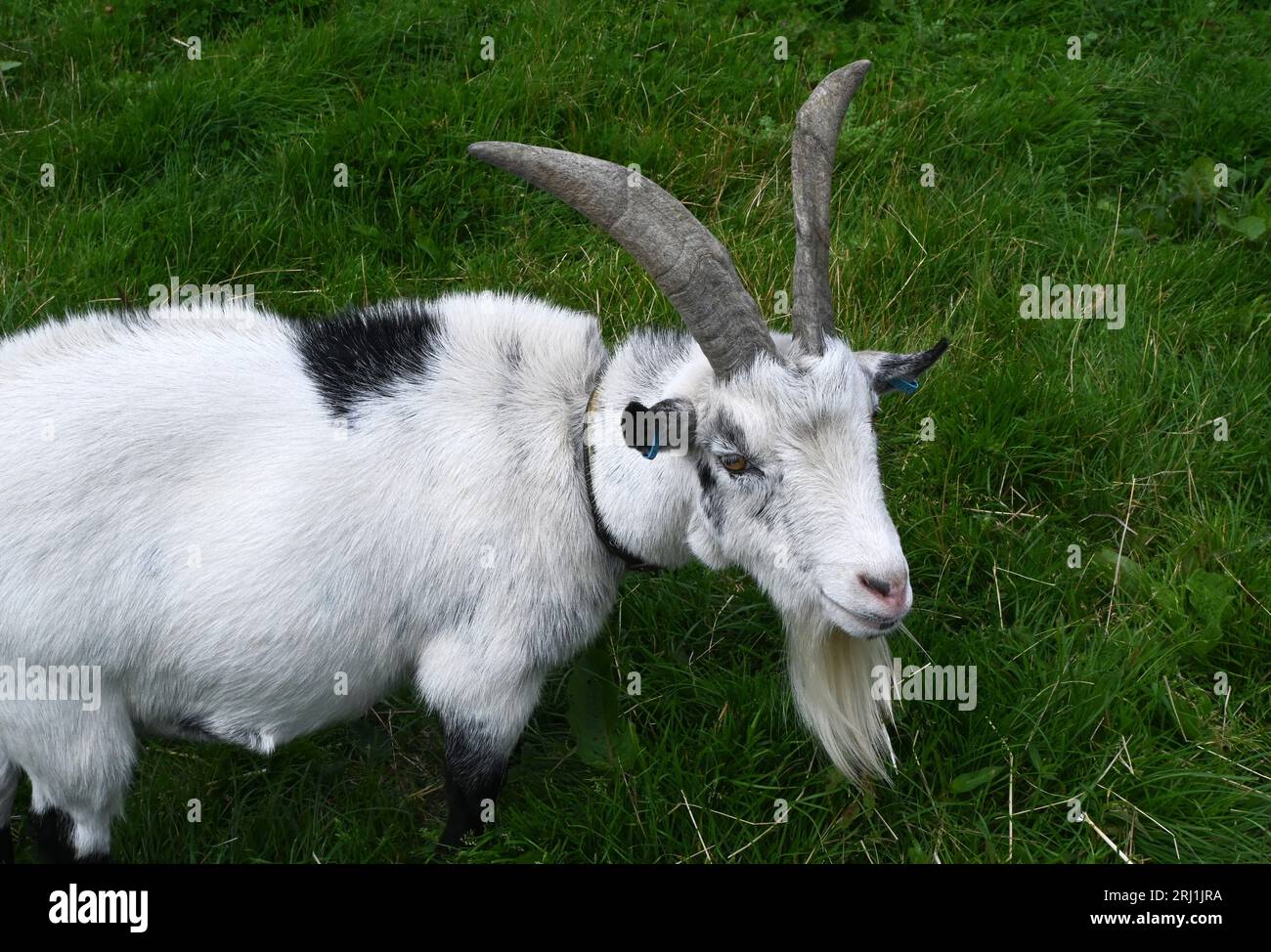 Ziege mit langen Hörnern Stockfoto