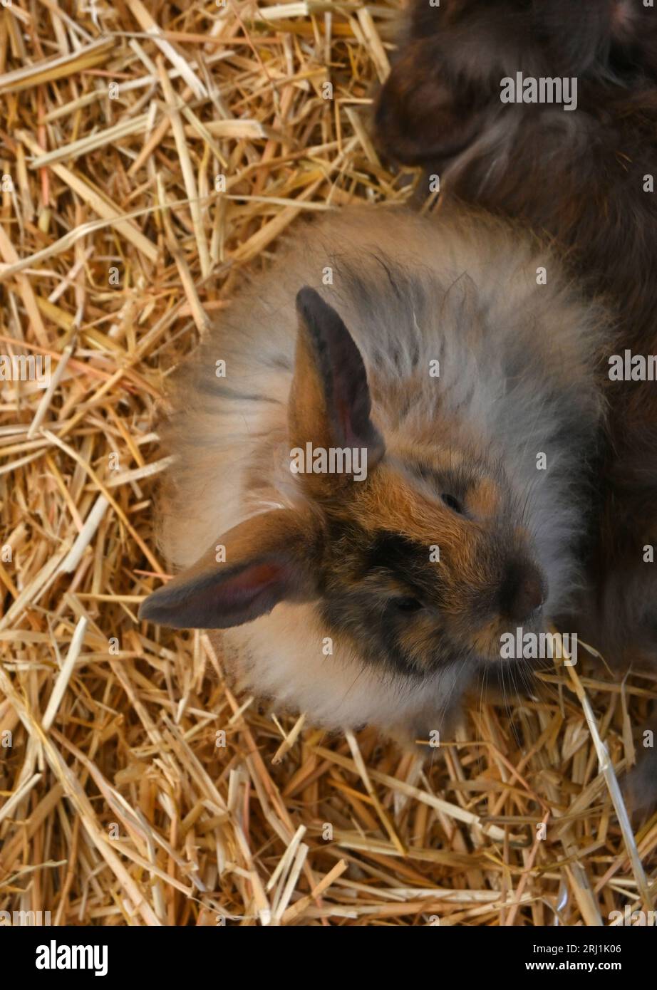 Kaninchen und Meerschweinchen im Streichelzoo Stockfoto