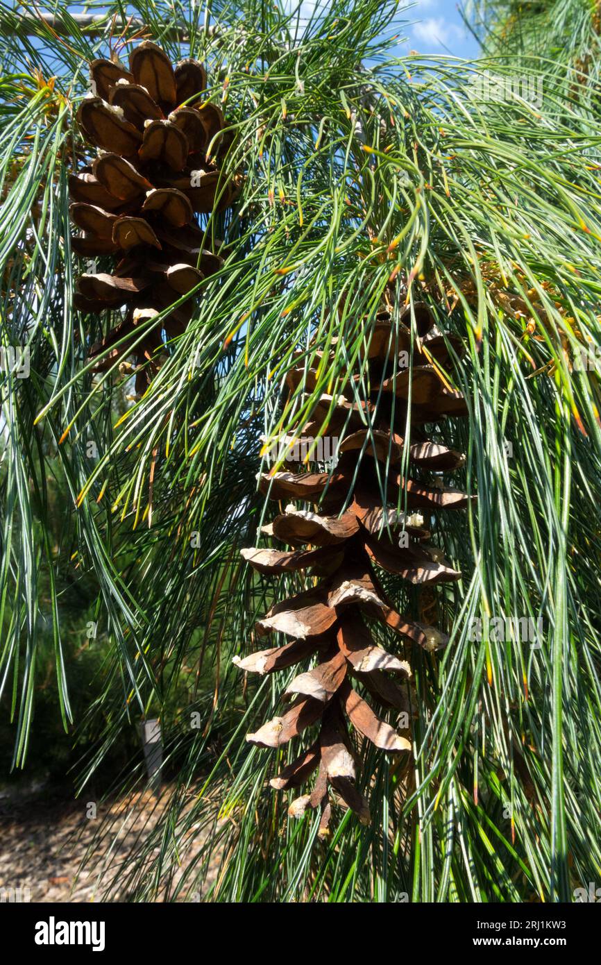 Östliche Weißkiefer, Pinus Strobus Pendel, Kegel Pinus Strobus Stockfoto Östliche Weißkiefer, Pinus Strobus Pendel, Kegel Pinus Strobus Stockfoto