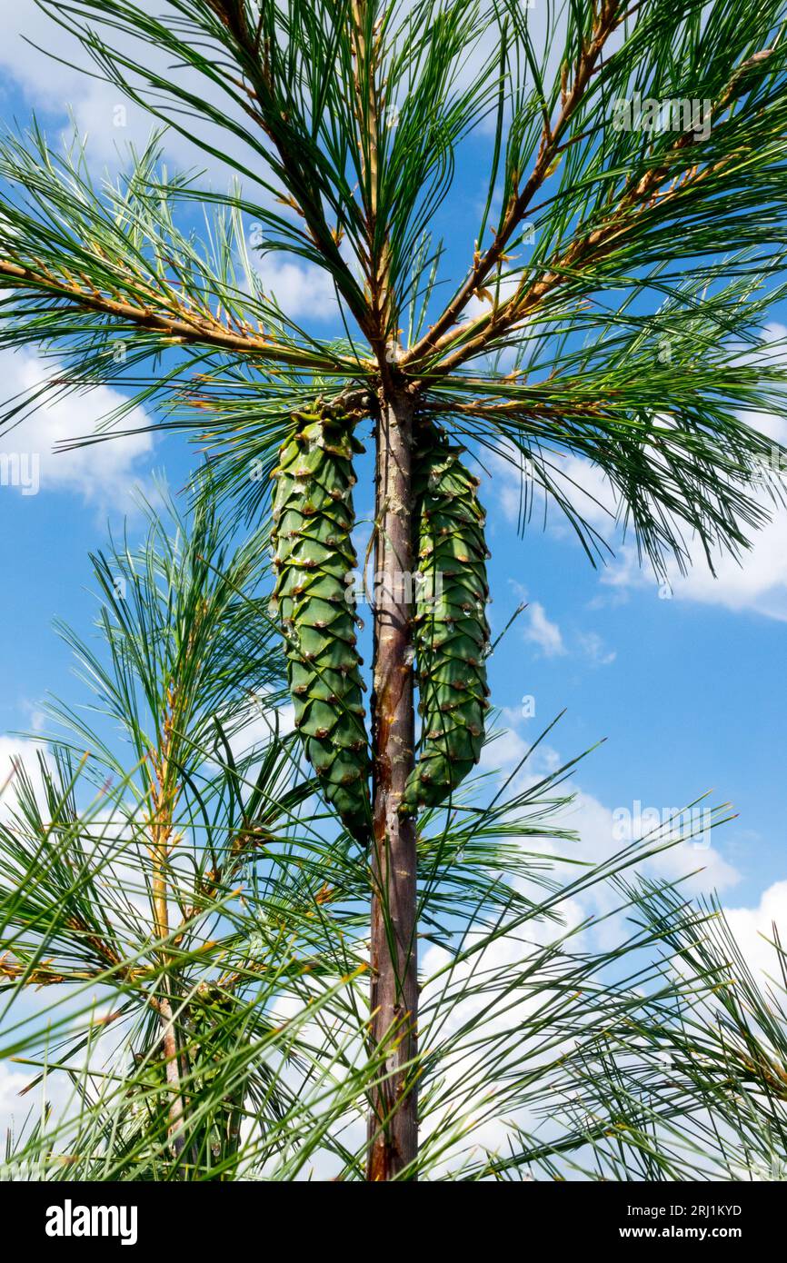 Koniferen, Kegel, Pinus strobus x Ayacahuit junger weiblicher Kegel Kiefer Stockfoto