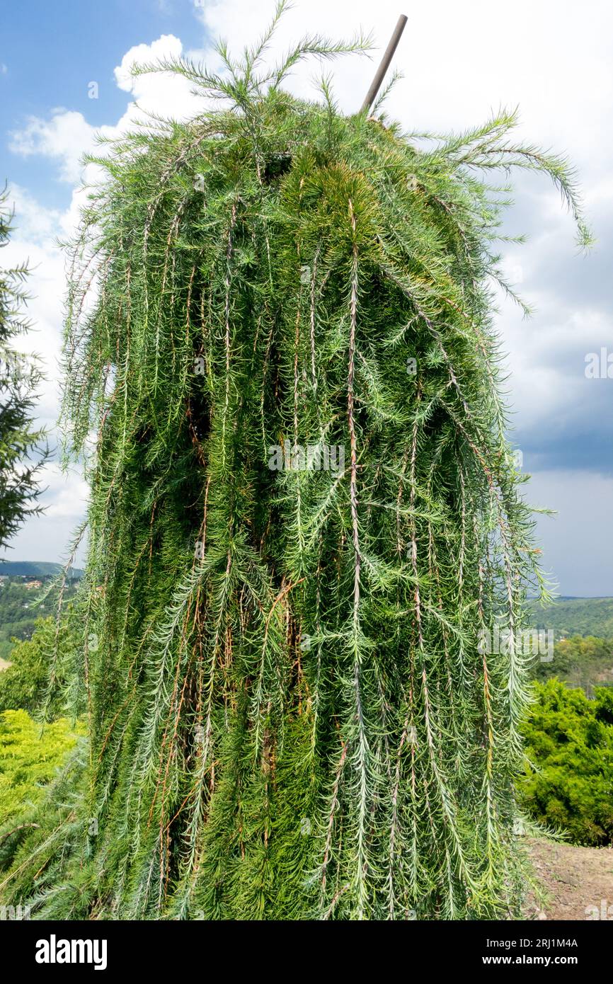 Pendulierter Gartenbaum, japanischer Larch Larix kaempferi „Stiff Weeping“ Stockfoto