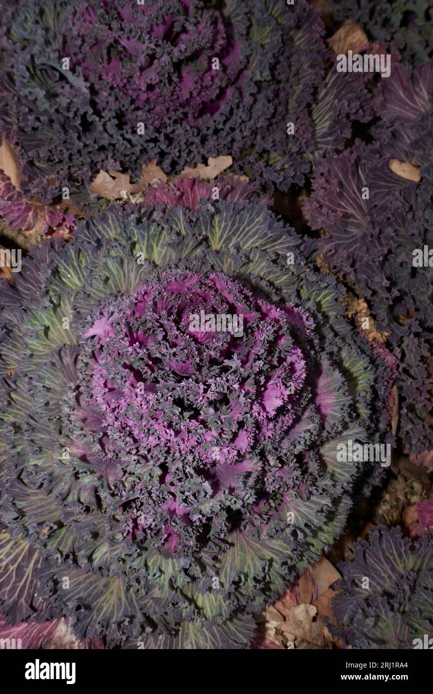 Brassica oleracea var. Akephala buntes Laub Stockfoto