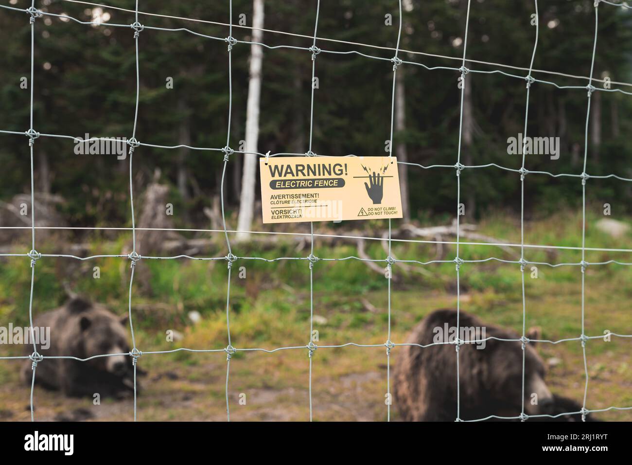 Blick auf ein Warnschild über einen elektrischen Zaun im Grizzly Bear Habitat auf dem Gipfel des Grouse Mountain in Vancouver mit Bären dahinter Stockfoto