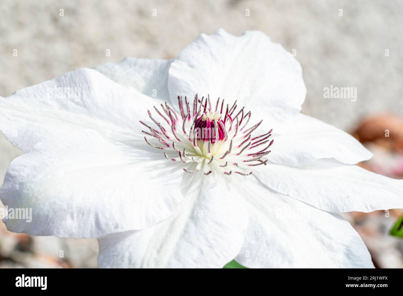 Nahaufnahme einer Gartenblume, Asian Virginsbower, Clematic Florida. Makroaufnahmen eines Teils der Blütenblätter, mit Anther und Stigma in der Mitte. Stockfoto