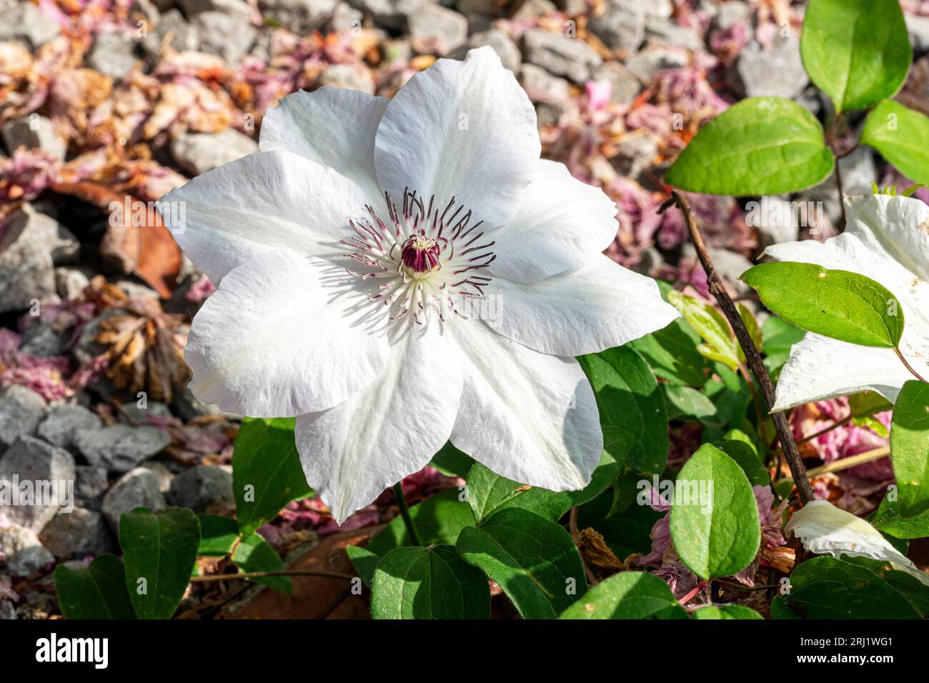 Nahaufnahme einer Gartenblume, Asian Virginsbower, Clematic Florida. Blumenkopf mit einigen grünen Blättern darunter, dann ein Hintergrund aus weißen Kieseln. Stockfoto