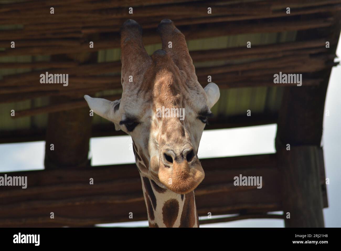 Aus nächster Nähe im Zoo: Das majestätische Gesicht einer Giraffe, lange Wimpern, die Schatten werfen, komplizierte Muster und seelenvolle Augen, die vor Neugier blicken. Stockfoto