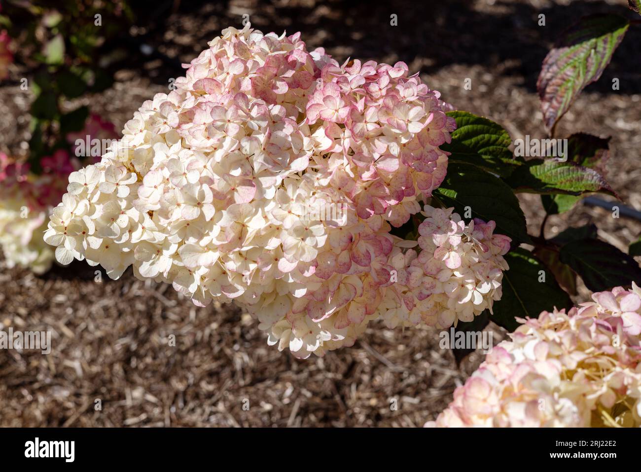 Nahaufnahme eines großen Haufens von Panicle Hortensien auch Hydrangea paniculata in einer Gartenanlage. Stockfoto