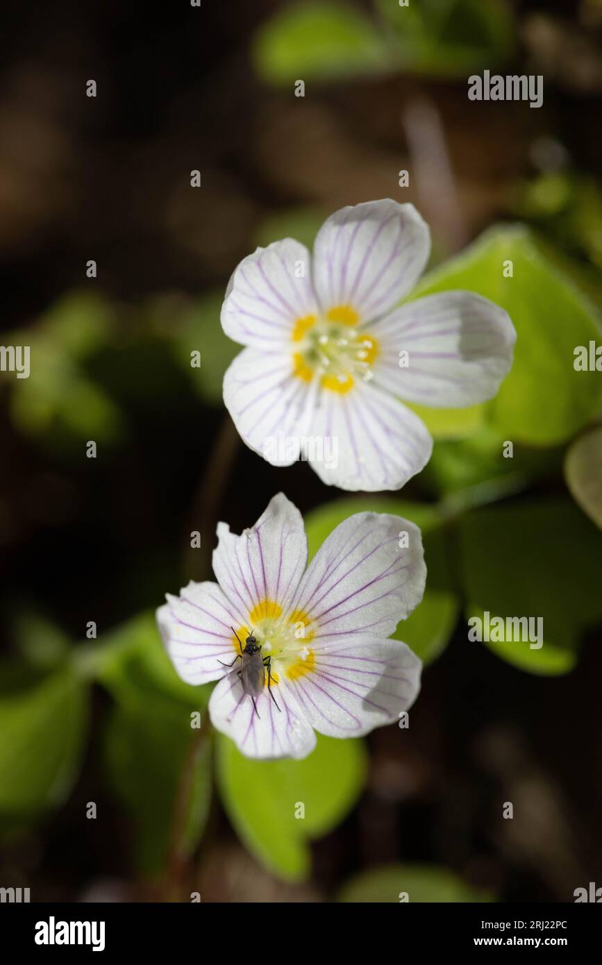 Oxalis acetosella Stockfoto