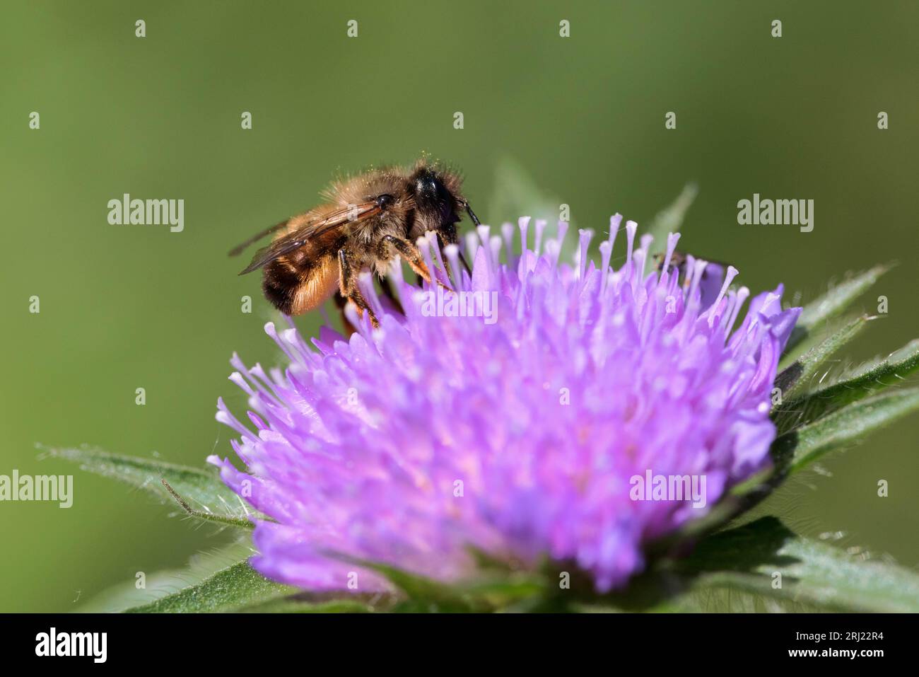 Osmia, wahrscheinlich Osmia rufa oder Osmia bicornis, rote maurerbiene Stockfoto