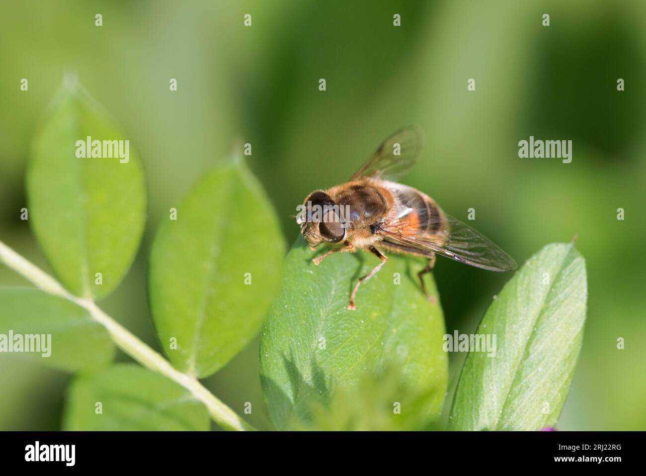 Mistbiene, Eristalis tenax, die gewöhnliche Drohnenfliege Stockfoto