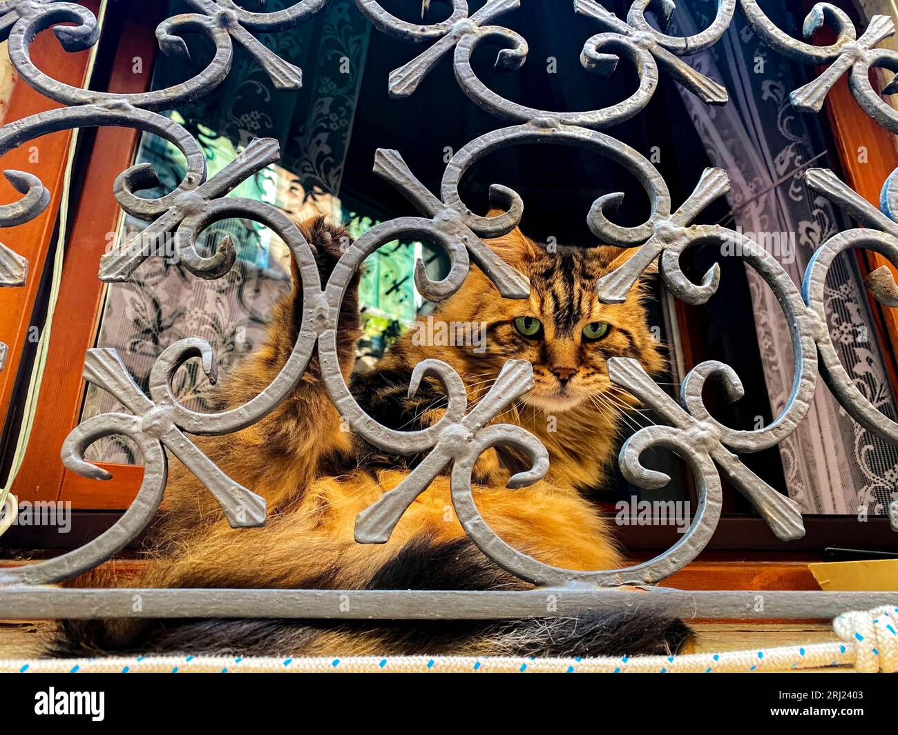 Eine orangefarbene Katze, die an einem Fenster sitzt und durch die Verzierungen eines Metallgitters schaut. Stockfoto