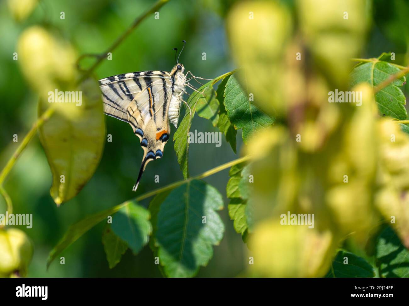 Malomirovo Bulgarien 20. August 2023: Schwalbenschwanzfalter versteckt sich in den Bäumen, starke Hitzewelle hat den Abbau von Chlorophyll in den Blattblättern verursacht, braun und spröde in Verbindung mit trockenen Bodenbedingungen, um den Sommerregen zu reduzieren. Clifford Norton Alamy Live-Nachrichten Stockfoto