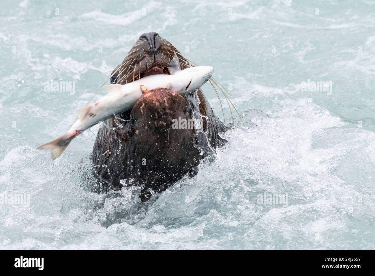 Steller (Nord) Sealion; Pink Salmon Prey; Marine Mammal, Alaska Stockfoto